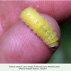 tomares romanovi vashlovani larva d